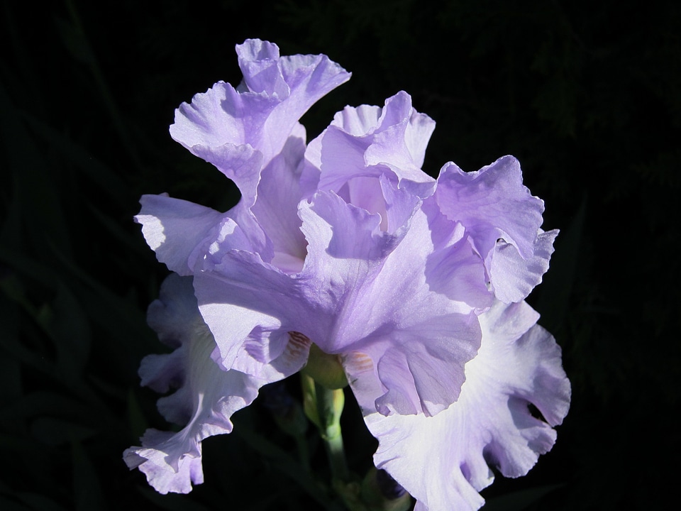 Beautiful Flowers biology bloom