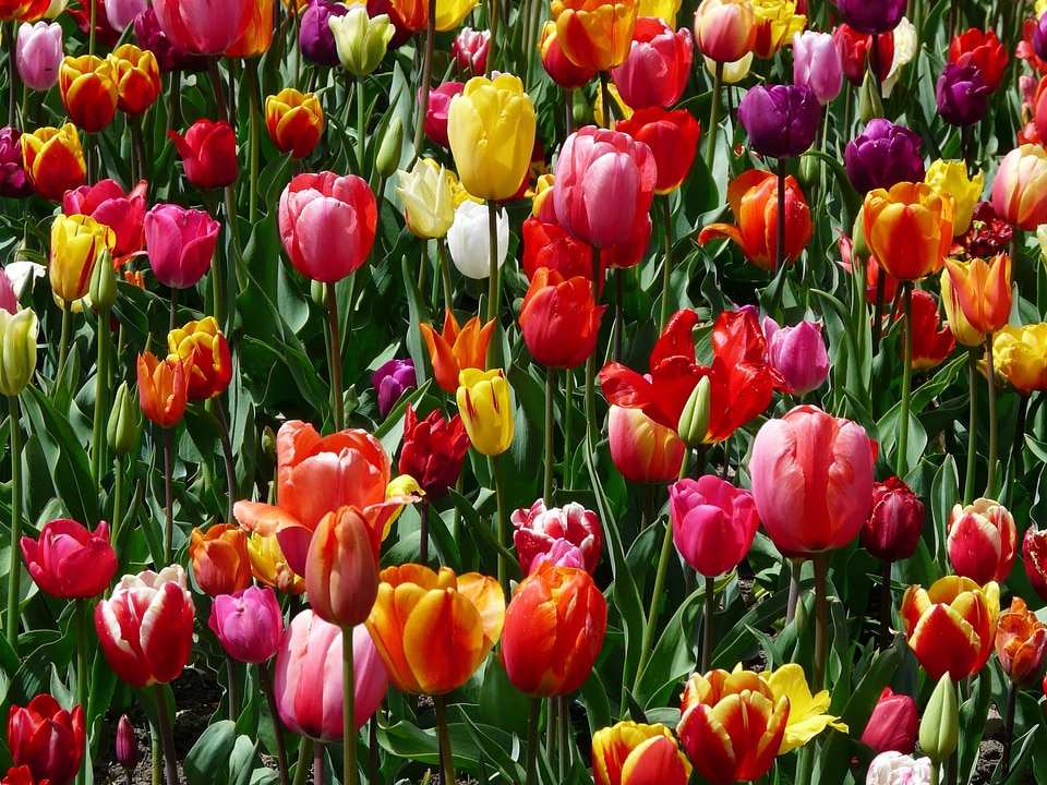 Beautiful Flowers biology bloom