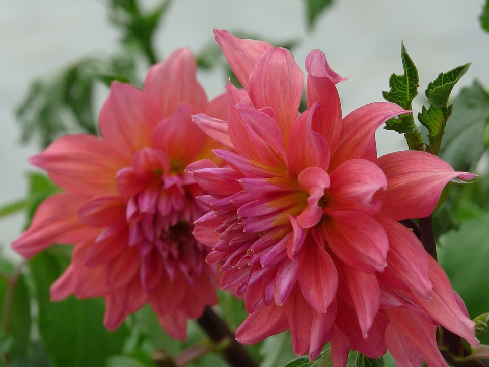 Beautiful beautiful flowers biology