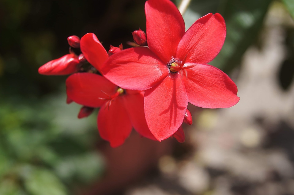 Beautiful beautiful flowers biology