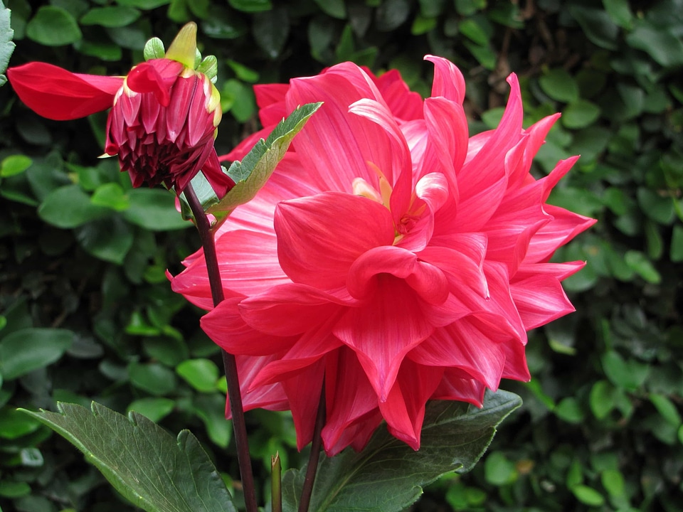 Beautiful beautiful flowers biology