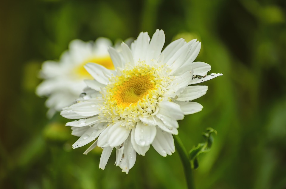 Beautiful beautiful flowers biology