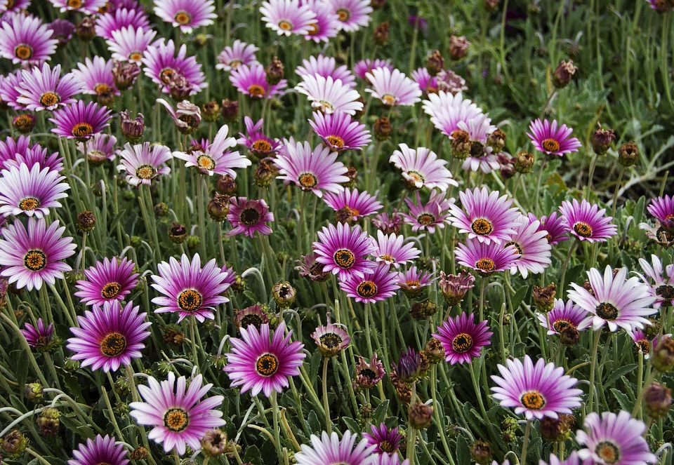 Beautiful beautiful flowers biology