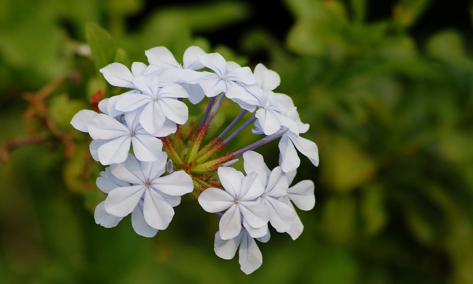 Beautiful beautiful flowers biology