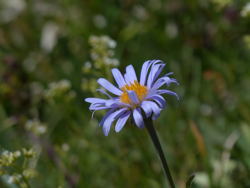 Beautiful Flowers biology bloom