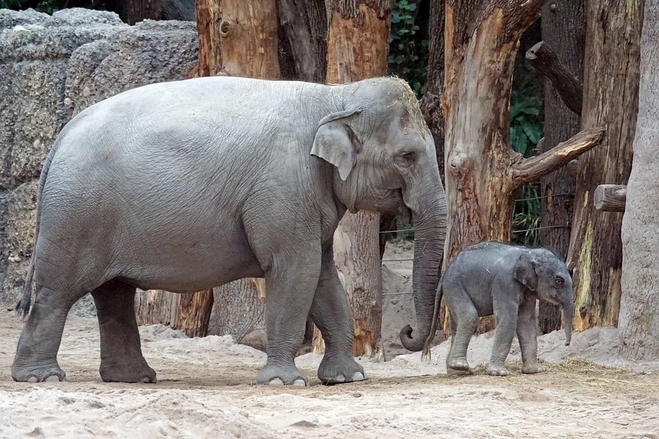 Africa animal animals