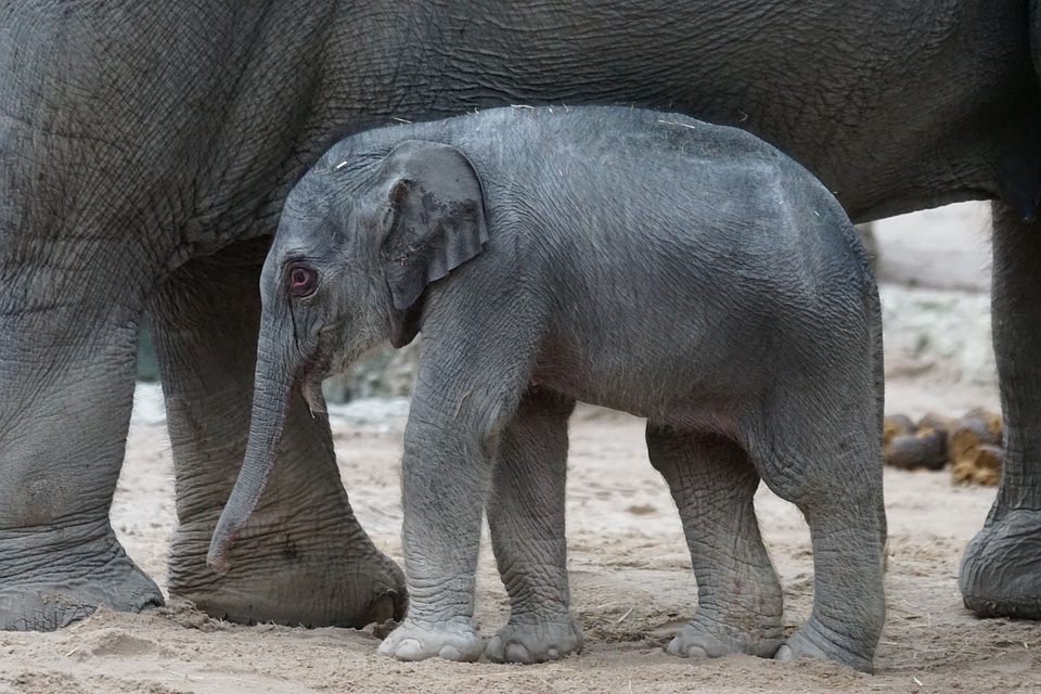 Africa animal animals