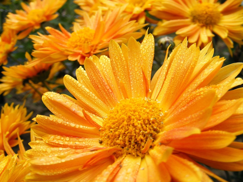 Beautiful beautiful flowers biology