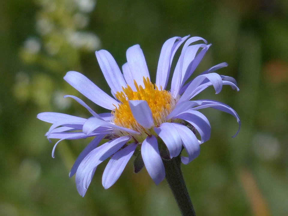 Beautiful beautiful flowers biology