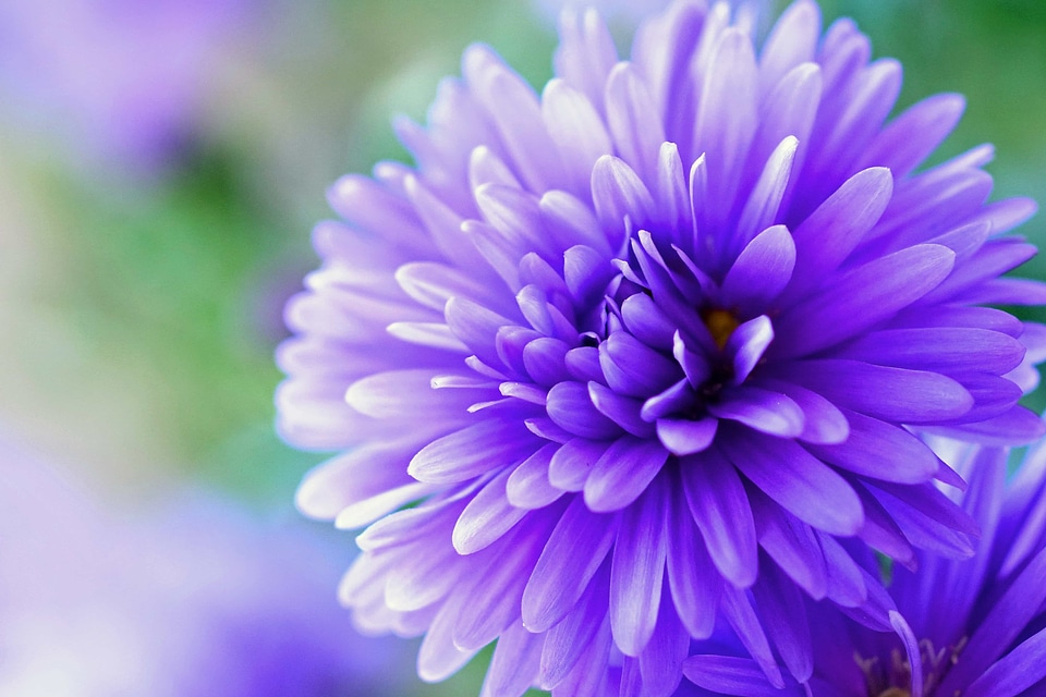 Beautiful beautiful flowers biology