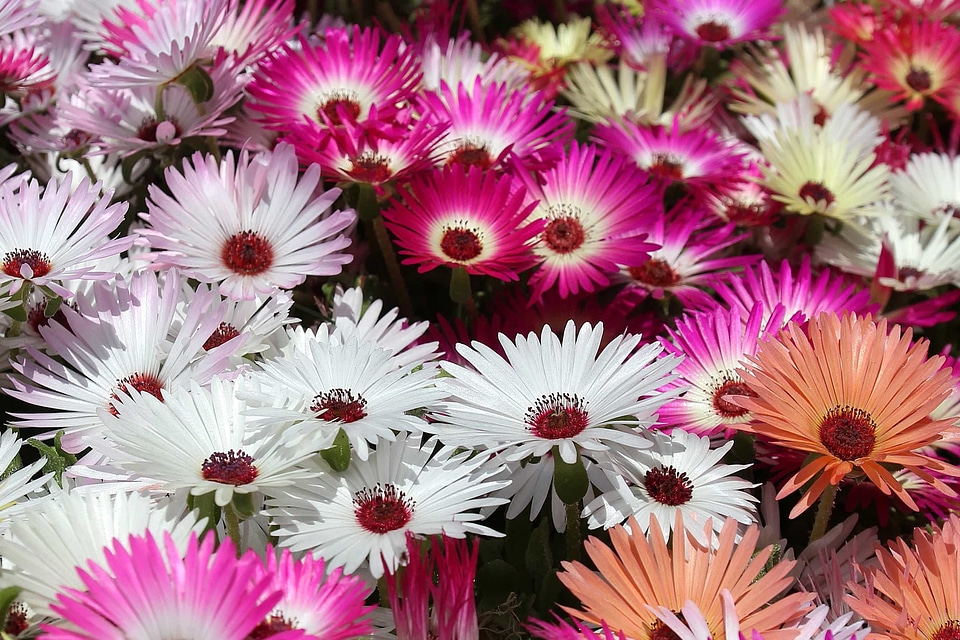 Beautiful beautiful flowers biology