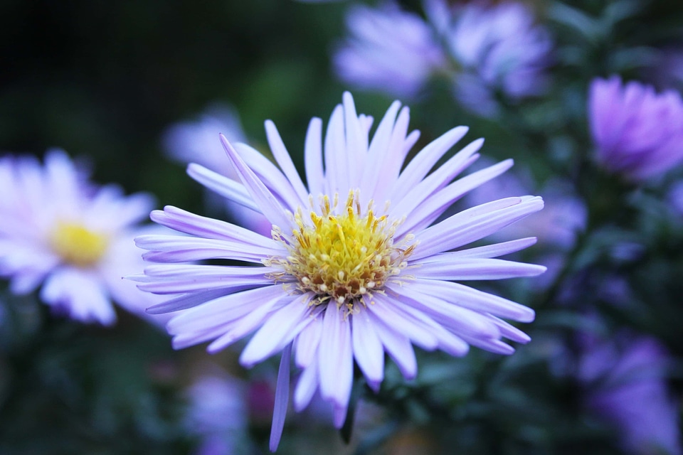 Beautiful beautiful flowers biology