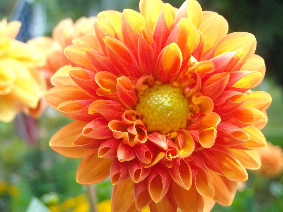 Beautiful beautiful flowers biology