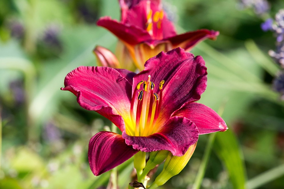 Beautiful beautiful flowers biology