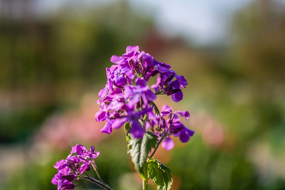 Beautiful Flowers biology blooming