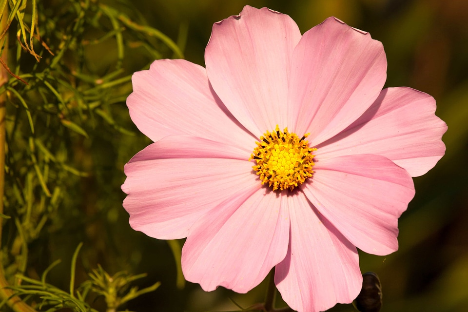 Beautiful beautiful flowers biology