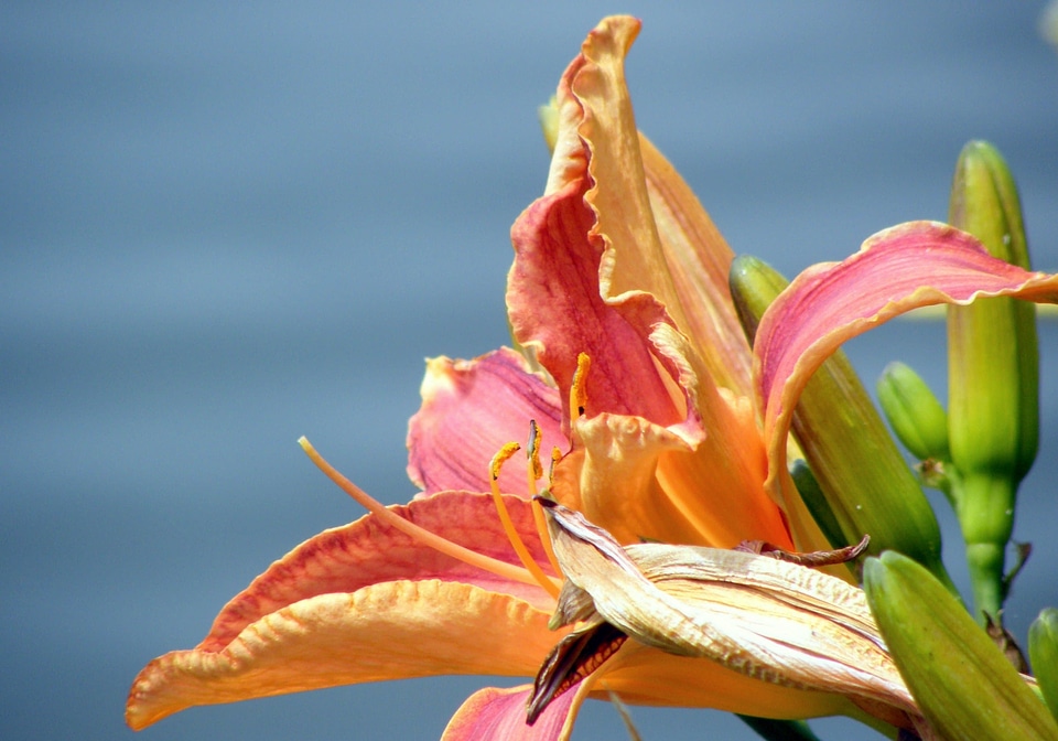 Beautiful beautiful flowers biology