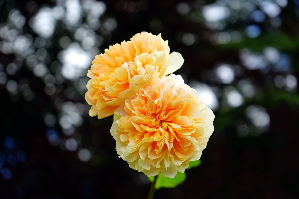 Beautiful beautiful flowers biology