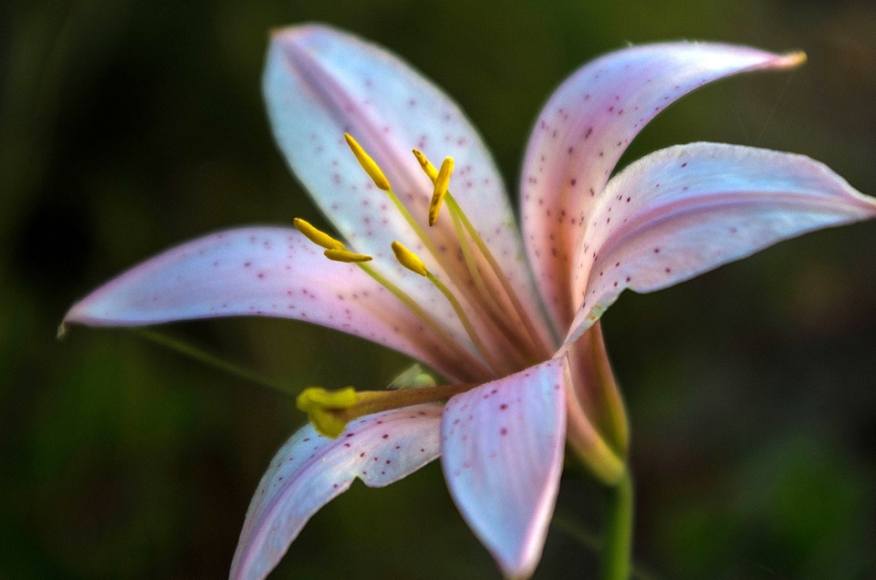 Beautiful beautiful flowers beautiful photo