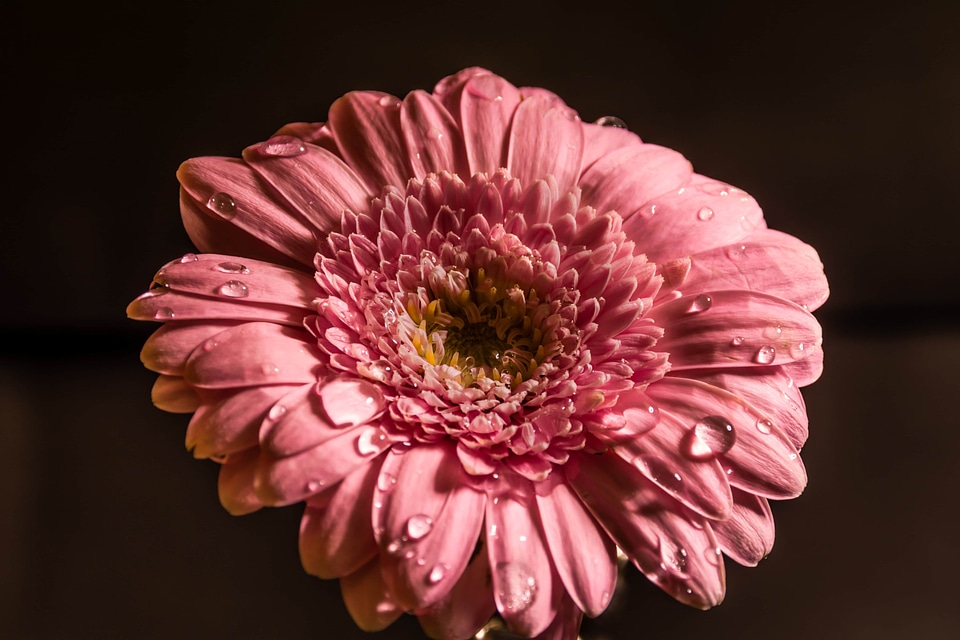 Beautiful beautiful flowers beautiful photo