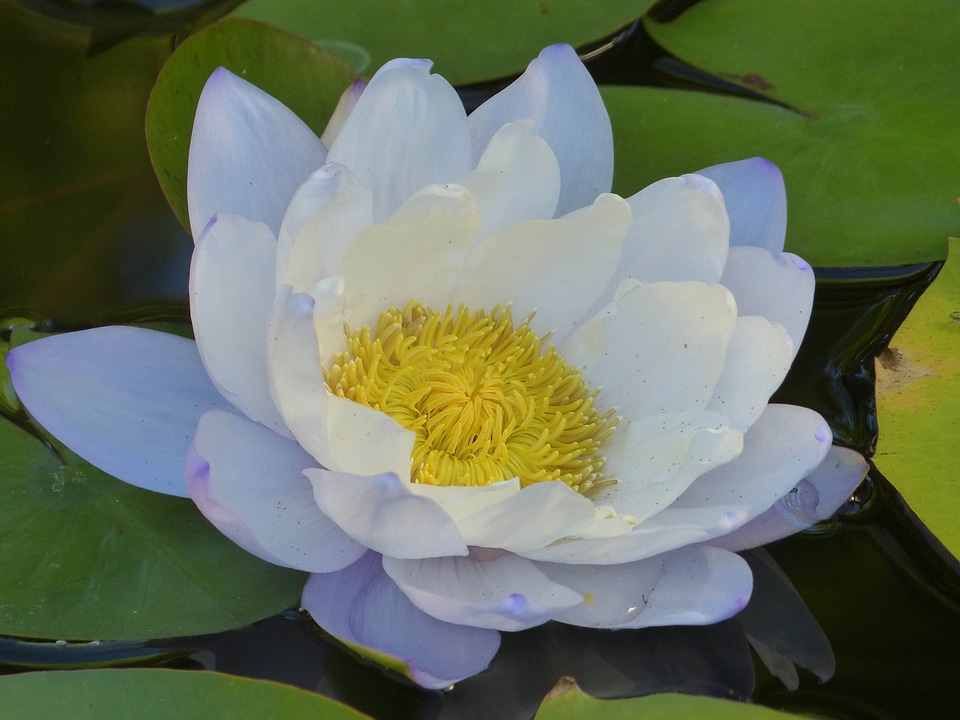 Aquatic beautiful beautiful flowers