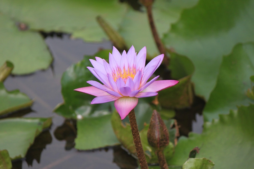 Aquatic beautiful beautiful flowers