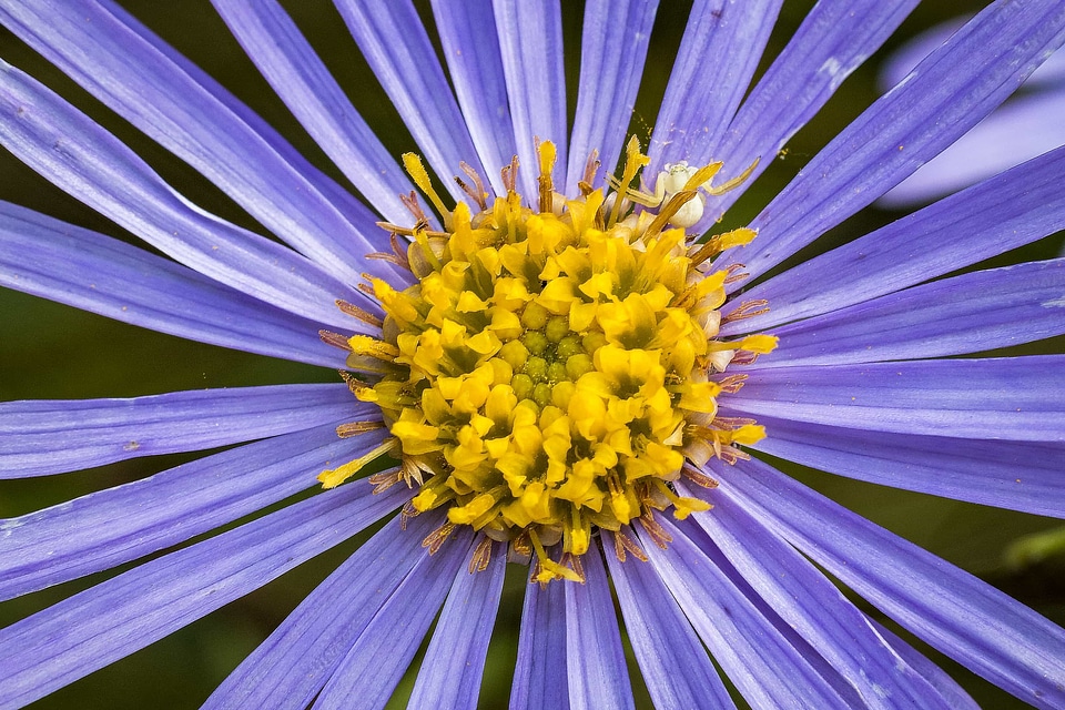 Beautiful beautiful flowers biology