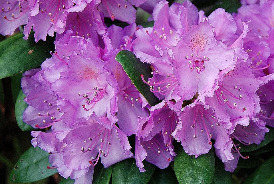 Beautiful beautiful flowers beautiful photo