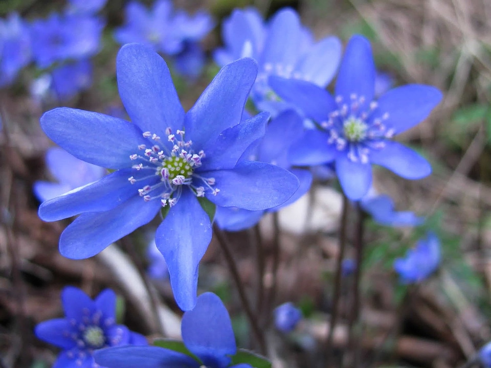 Anemone beautiful beautiful flowers