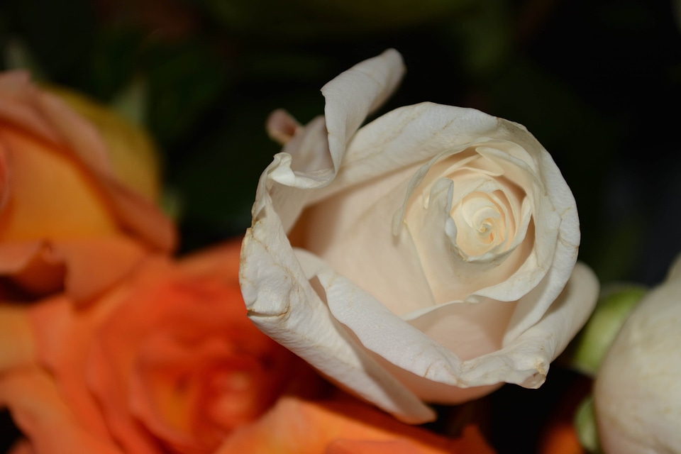 Beautiful beautiful flowers biology