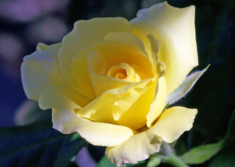 Beautiful beautiful flowers biology