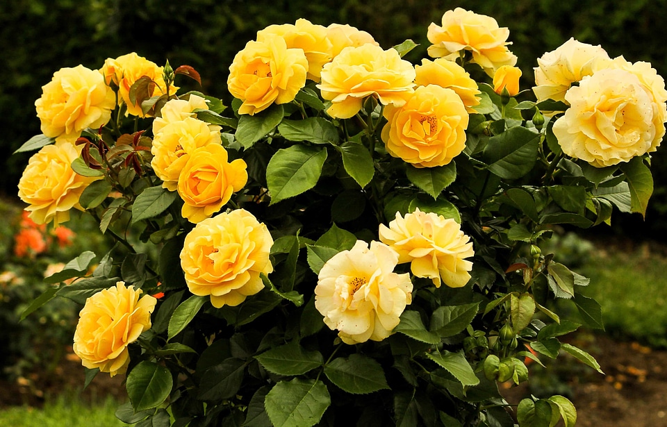 Beautiful beautiful flowers beautiful photo