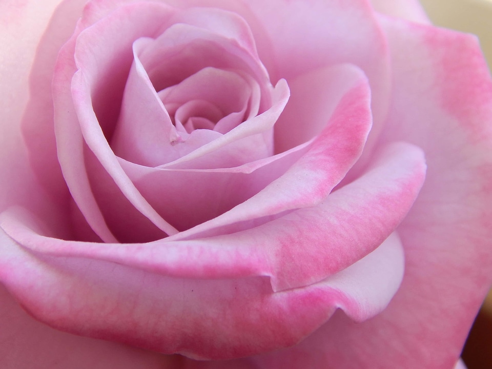 Affection beautiful flowers biology