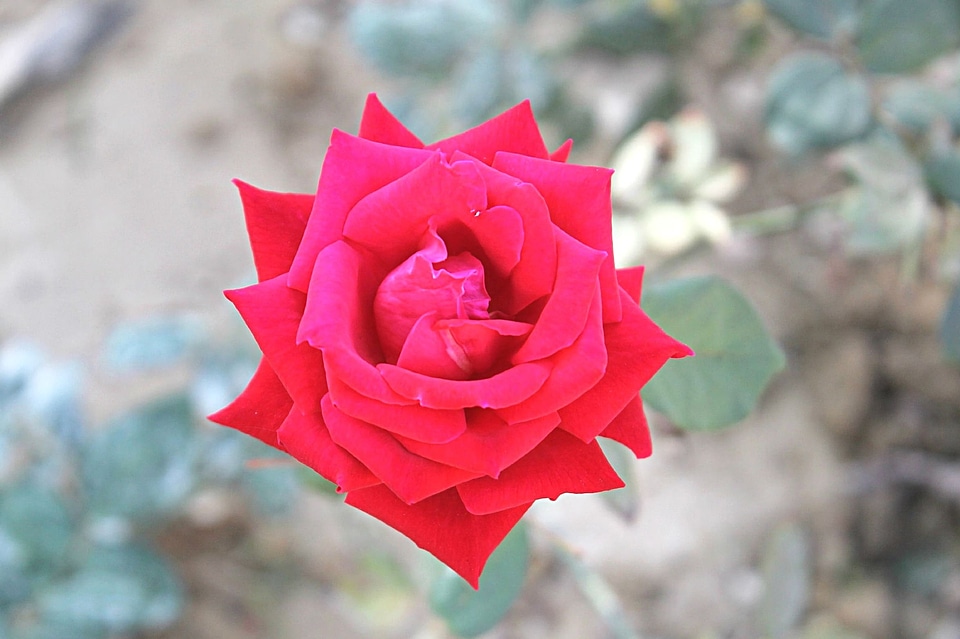 Beautiful beautiful flowers biology