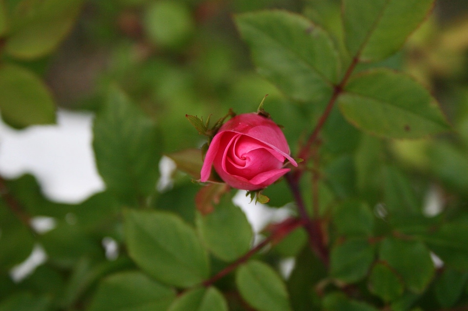 Beautiful beautiful flowers biology