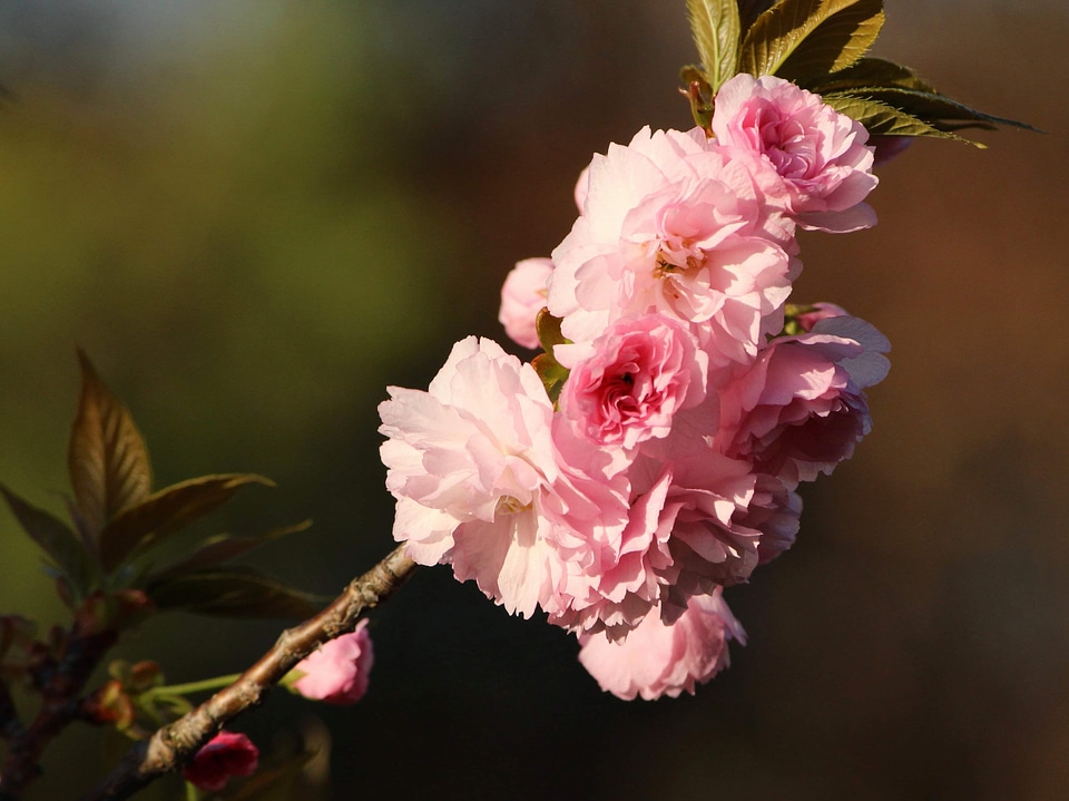 Beautiful beautiful flowers biology