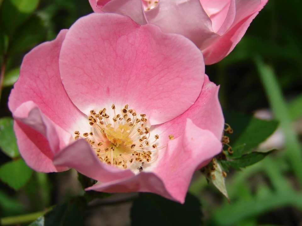Beautiful beautiful flowers beautiful photo