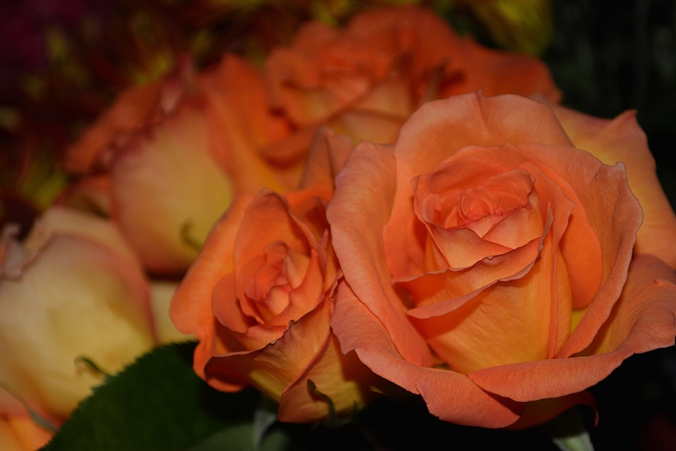 Affection beautiful flowers biology