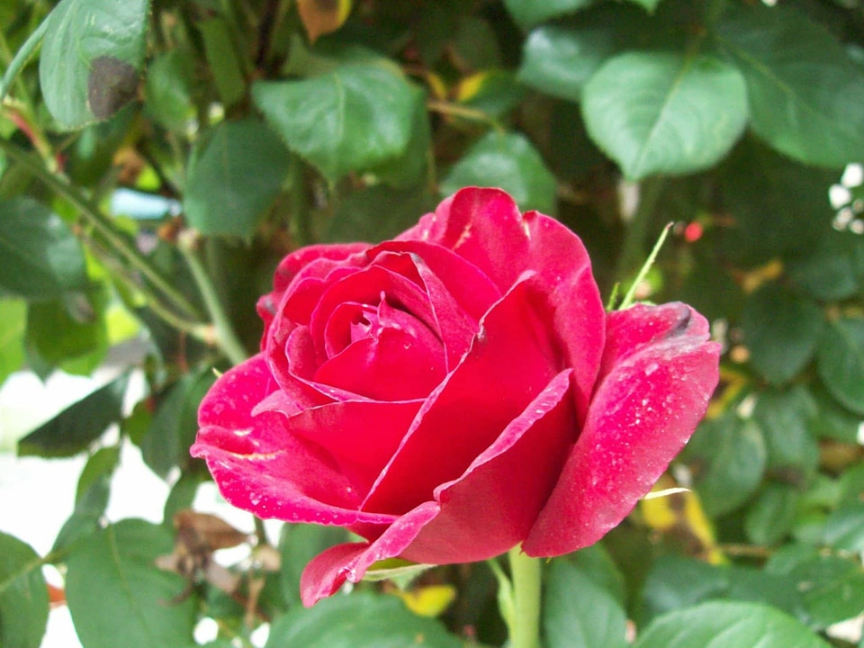 Beautiful beautiful flowers biology