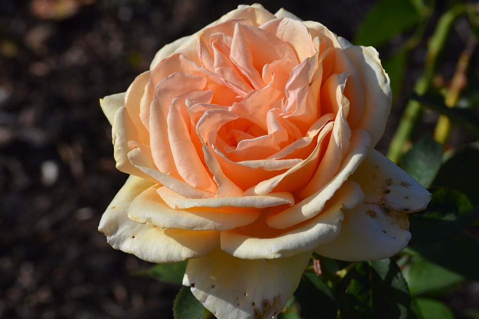 Beautiful Flowers beautiful photo biology