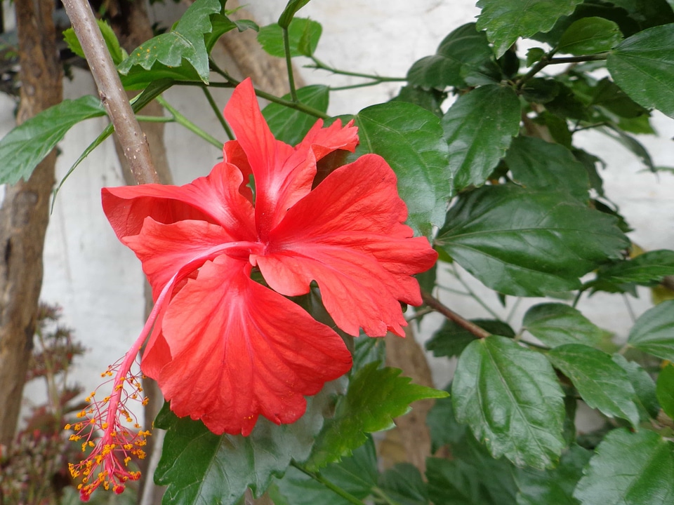 Beautiful beautiful flowers biology
