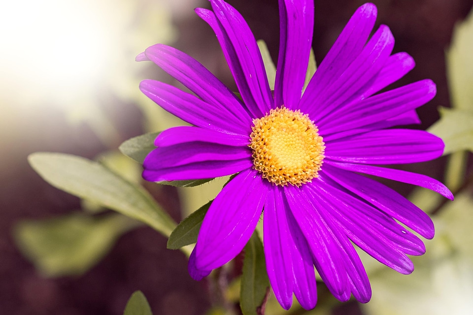 Beautiful beautiful flowers beautiful photo