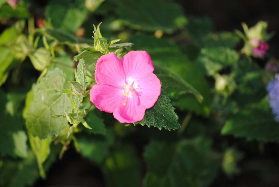 Beautiful beautiful flowers biology
