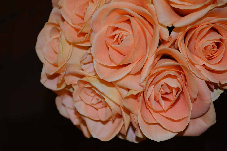 Beautiful beautiful flowers beautiful photo