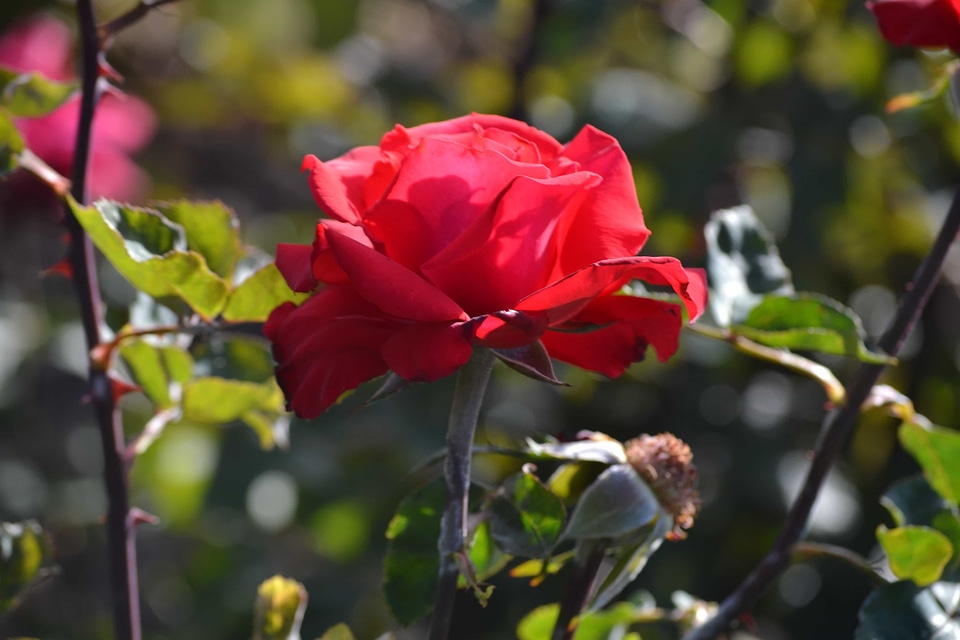 Beautiful beautiful flowers beautiful photo