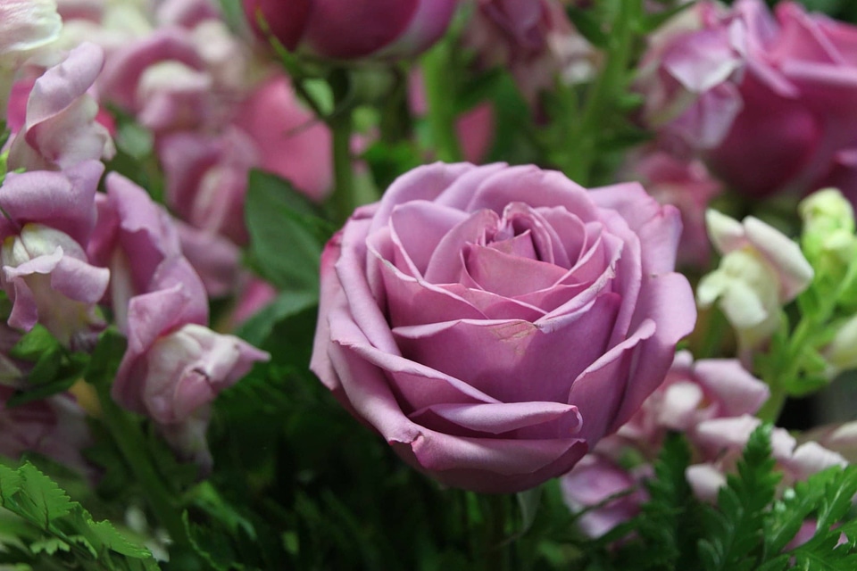 Beautiful beautiful flowers beautiful photo