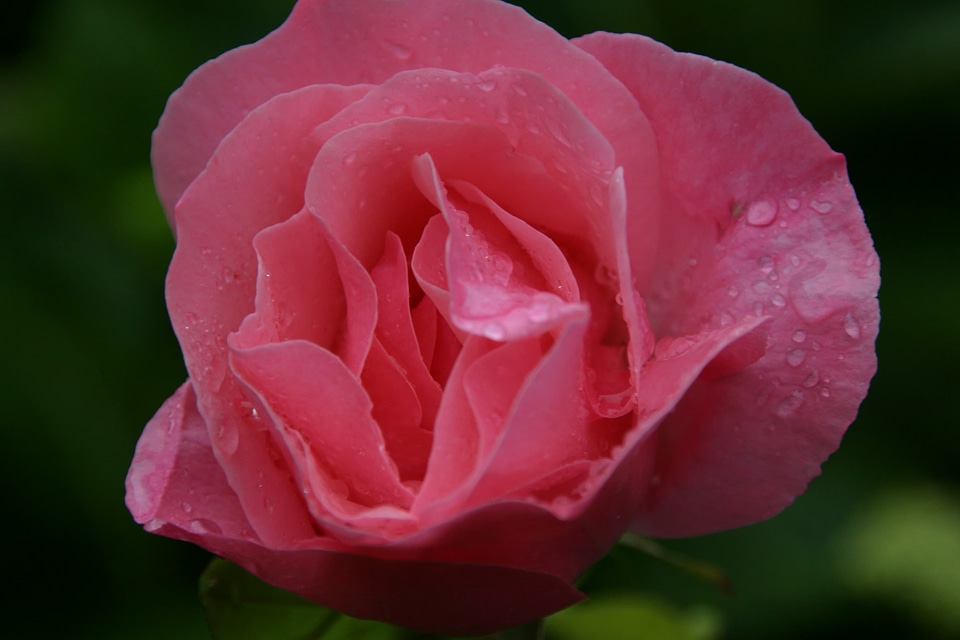 Beautiful beautiful flowers beautiful photo