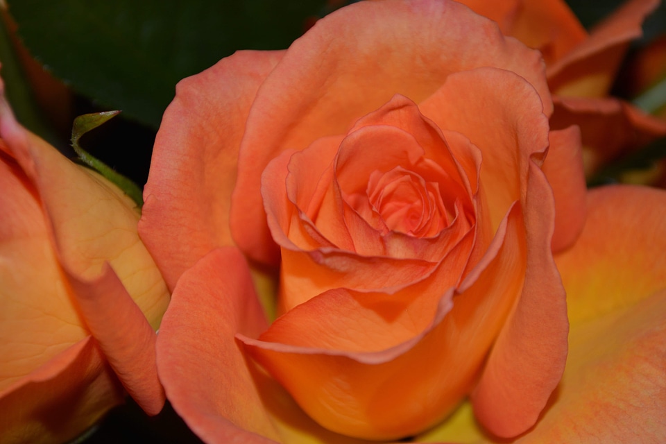 Affection beautiful beautiful flowers