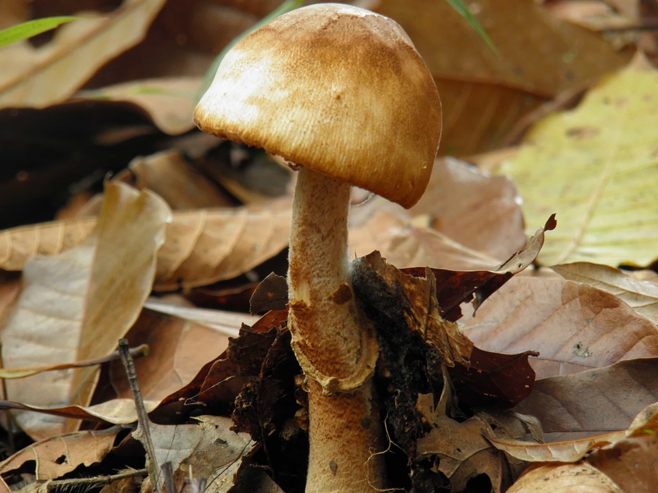 Autumn brown daylight