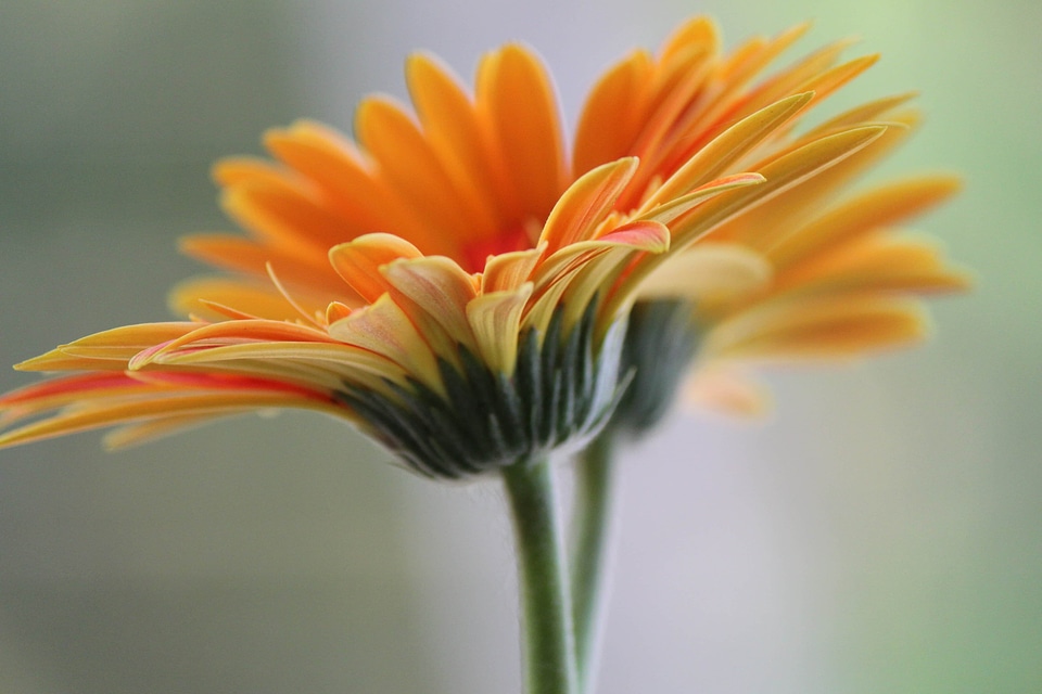 Beautiful beautiful flowers beautiful photo